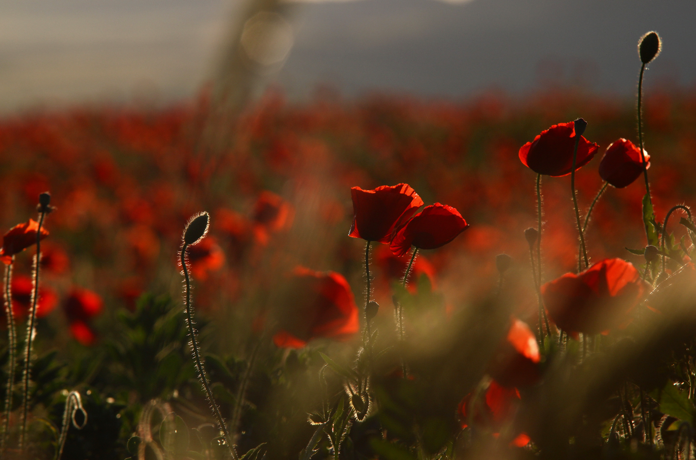 25 aprile